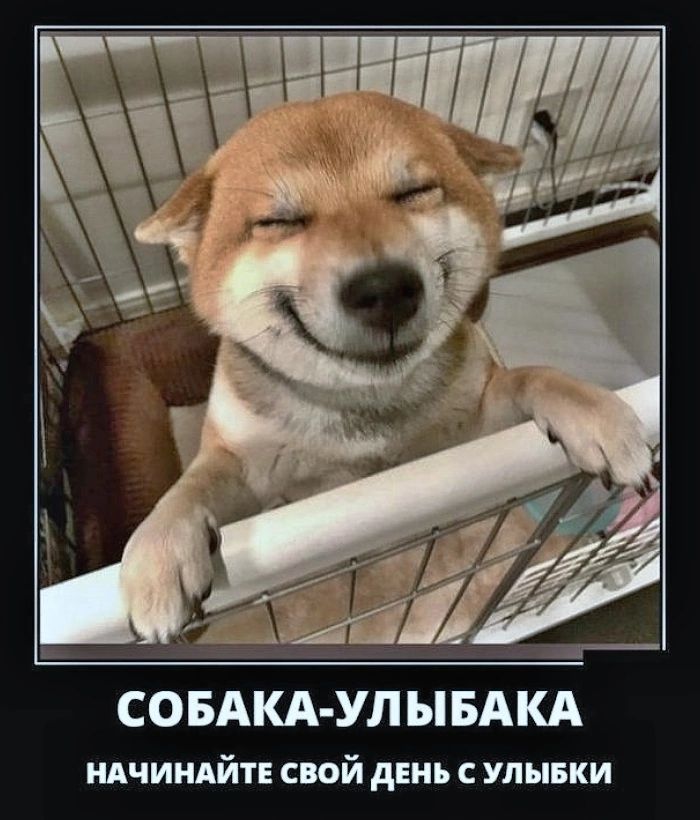 ш СОБАКА УЛЫБАКА НАЧИНАИЙТЕ СВОЙ ДЕНЬ С УЛЫБКИ