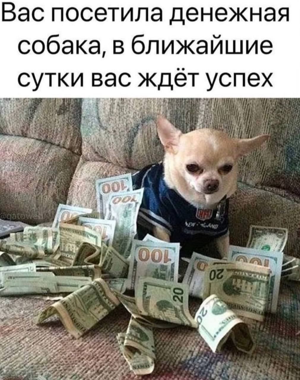 Вас посетила денежная собака в ближайшие сутки вас ждёт успех 0