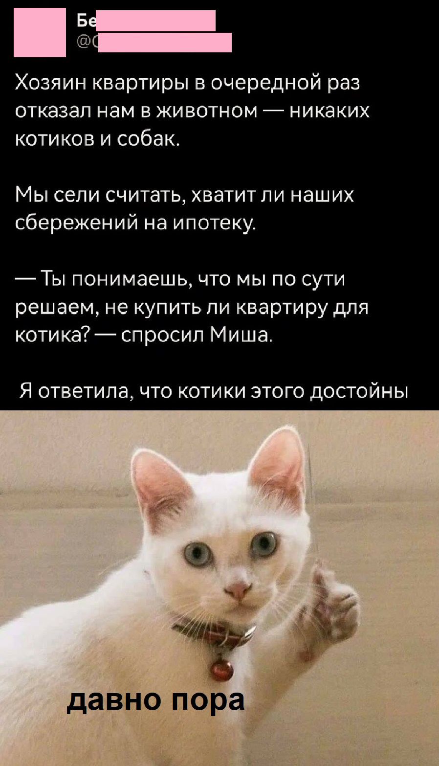 Хозяин квартиры в очередной раз отказал нам в животном никаких котиков и собак Мы сели считать хватит ли наших сбережений на ипотеку Ты понимаешь что мы по сути решаем не купить ли квартиру для котика спросил Миша Я ответила что котики этого достойны давно пора