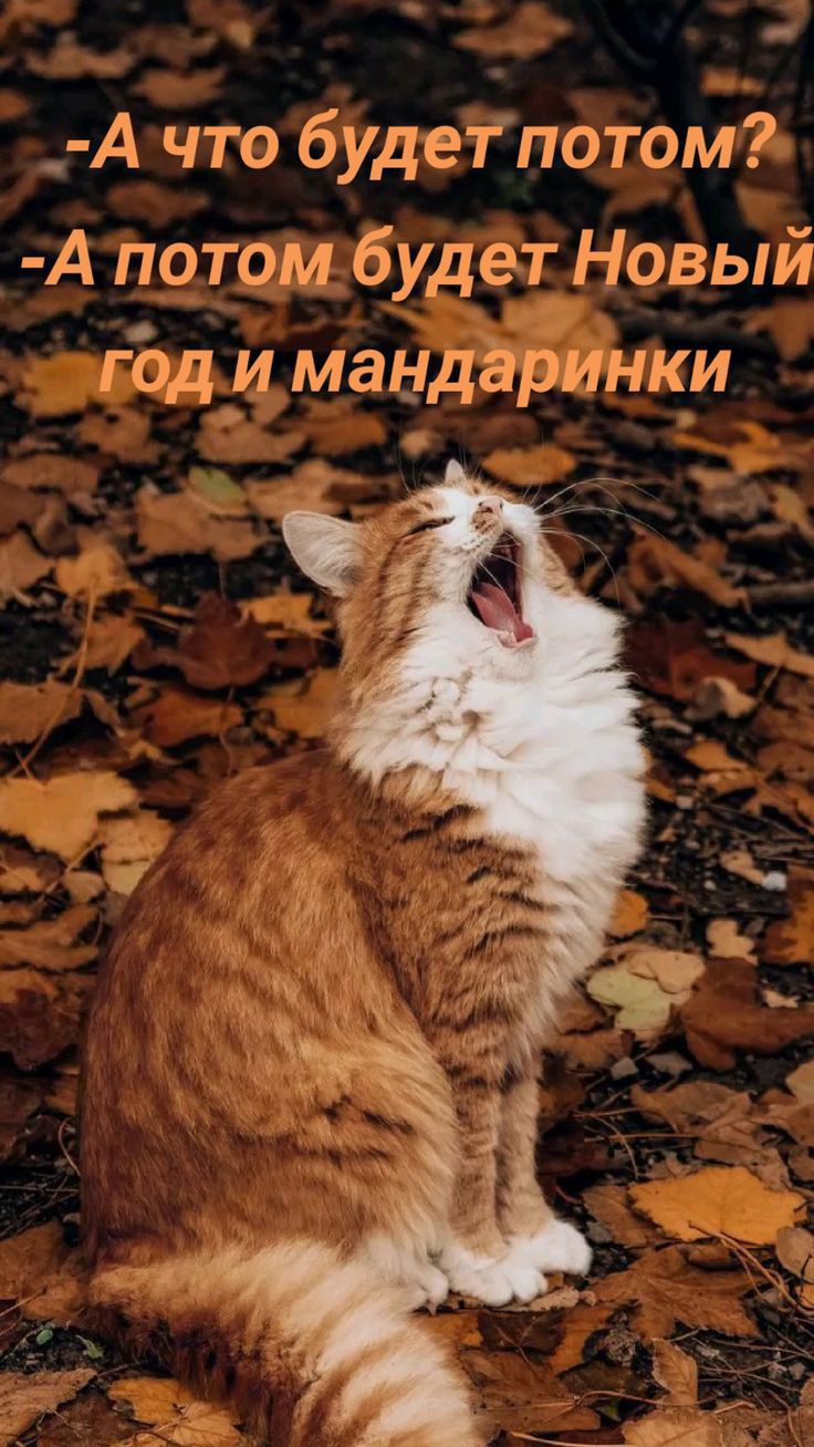 Ачтобудет потом Апотомбудёт Новый води мандаринки