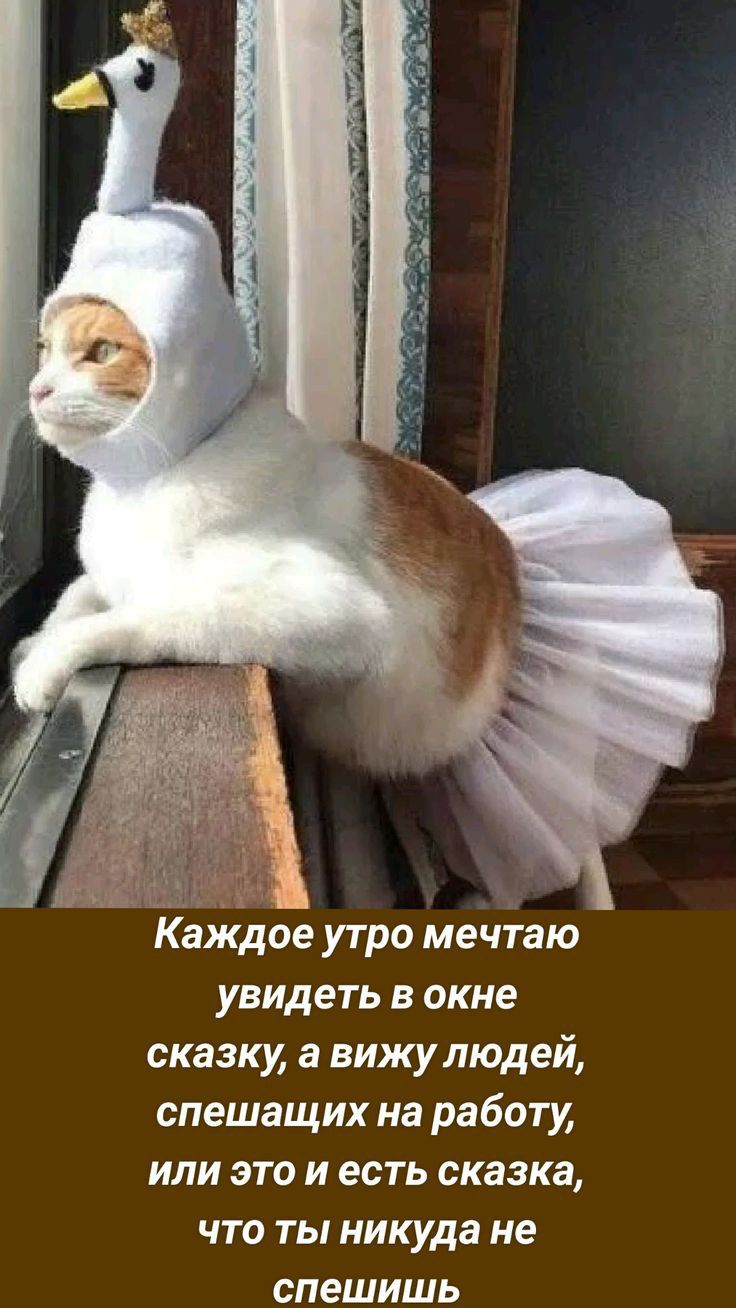 Каідое утро мечтаю увидеть в окне сказку а вижу людей спешащих на работу или это и есть сказка что ты никуда не спешишь