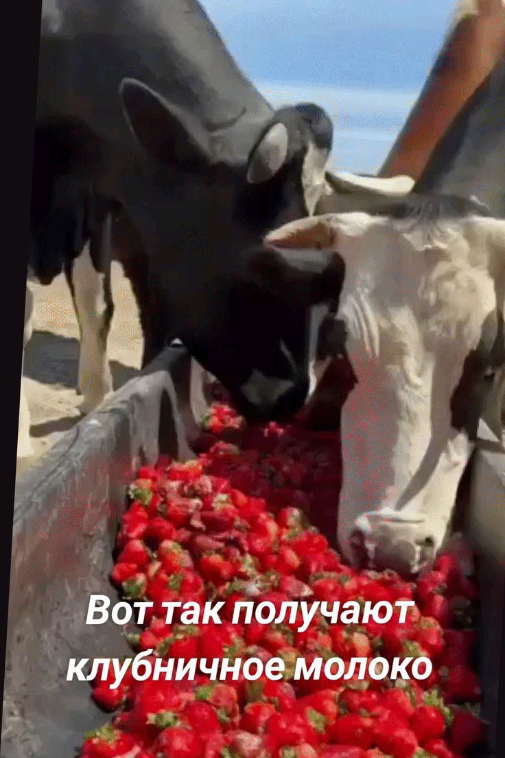 Вот так получают клубничное молокб т ь