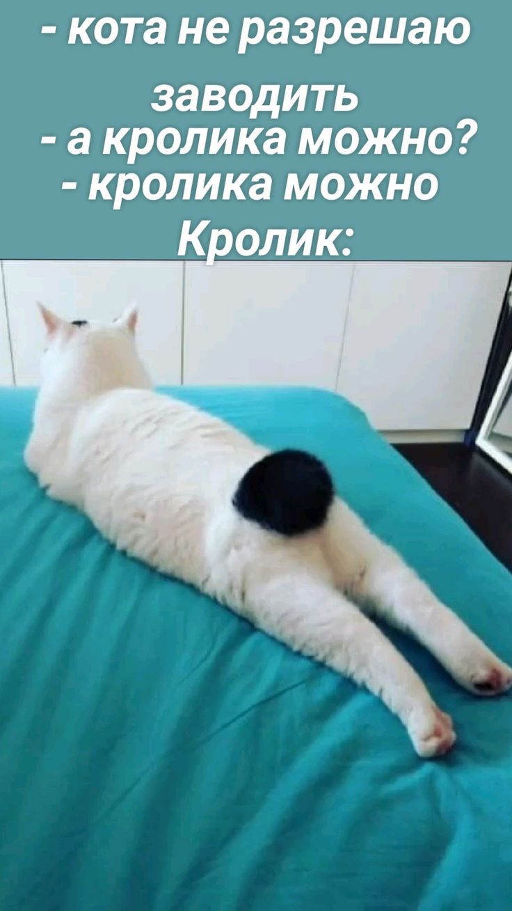 кота не разрешаю заводить а кролика можно кролика можно Кролик