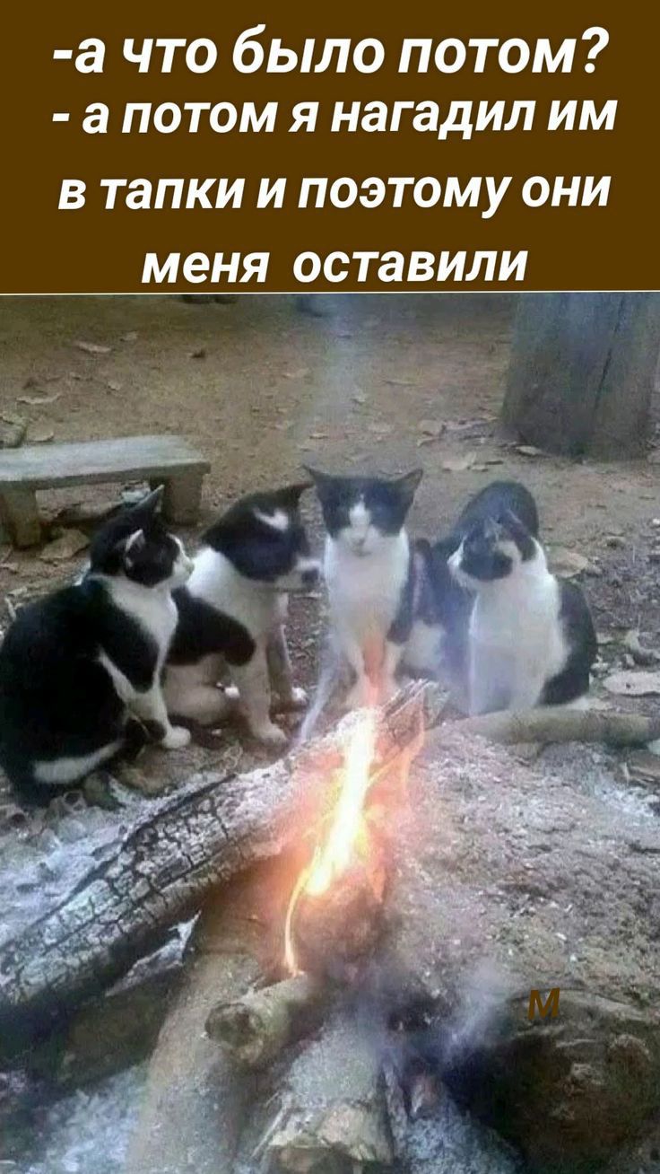 а что было потом апотом я нагадил им в тапки и поэтому они меня оставили