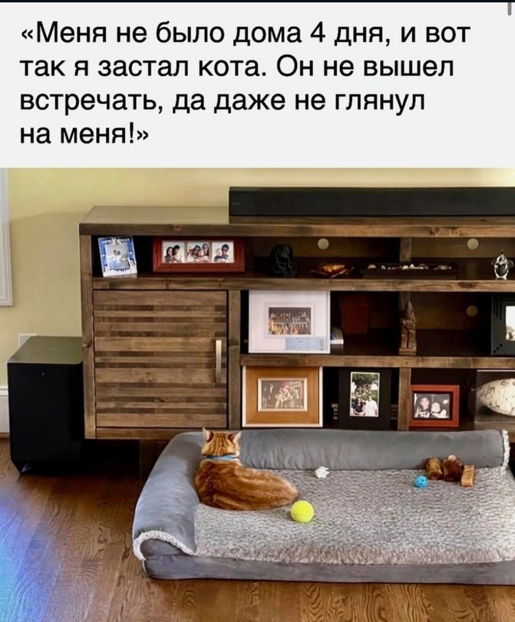 Меня не было дома 4 дня и вот так я застал кота Он не вышел встречать да даже не глянул на меня