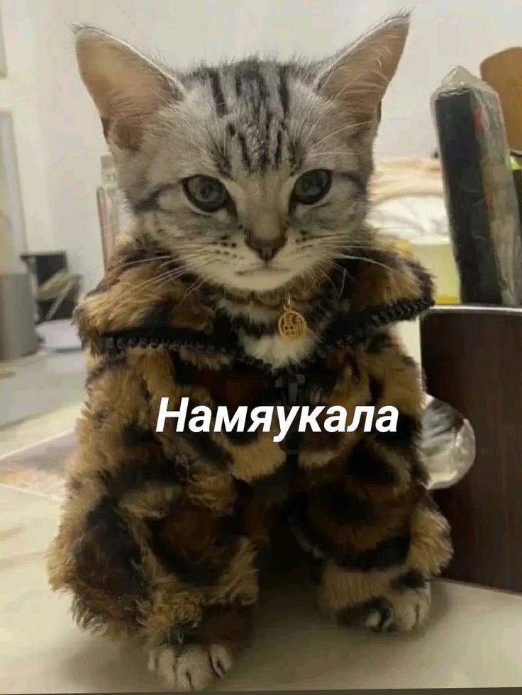 Намяукала ё й