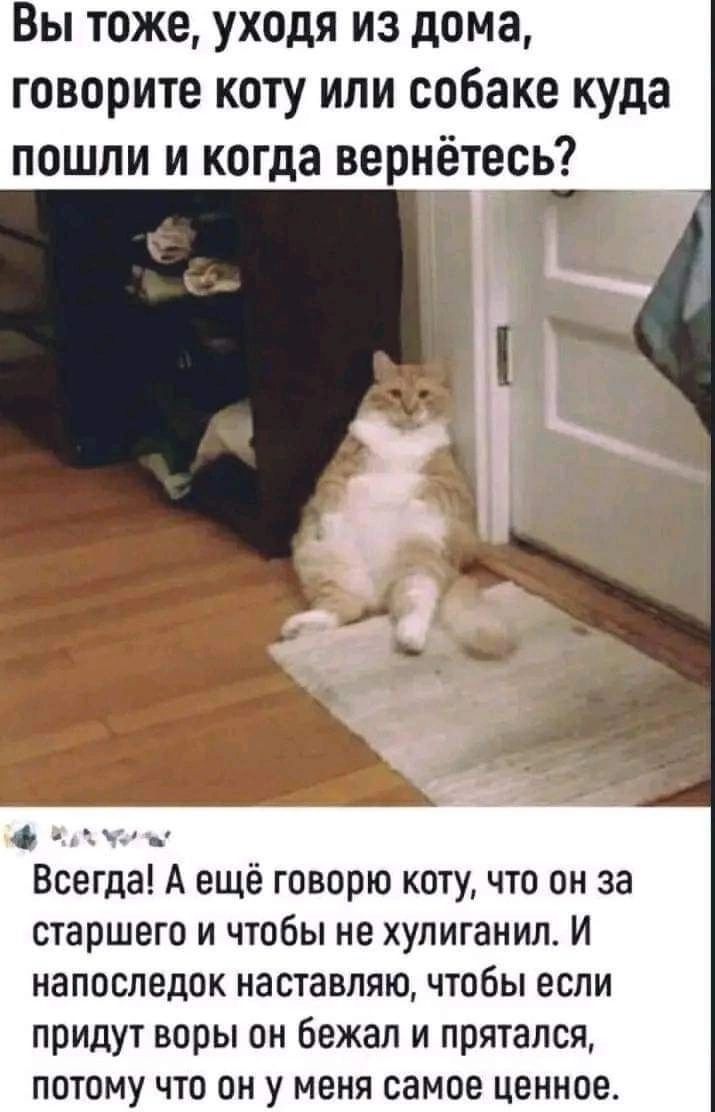 Вы тоже уходя из дома говорите коту или собаке куда пошли и когда вернётесь РЕ Всегда А ещё говорю коту что он за старшего и чтобы не хулиганил И напоследок наставляю чтобы если придут воры он бежал и прятался потому что он у меня самое ценное
