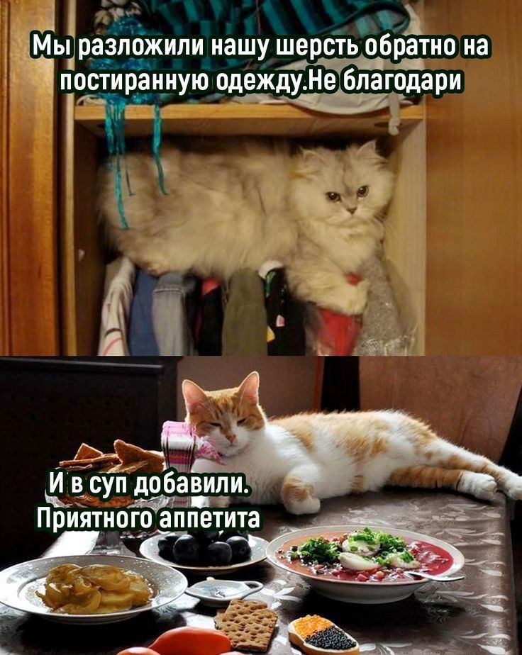 Мы разложипи нашу шерсть обратно на постираиную одеждуНе Благодари И В суп дпбавипи Приятиого аппетита