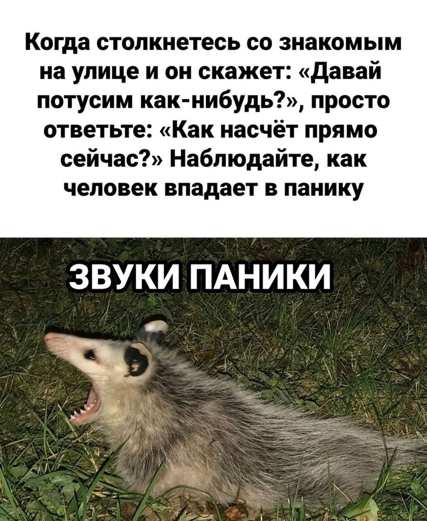 Когда столкнетесь со знакомым на улице и он скажет Давай потусим как нибудь просто ответьте Как насчёт прямо сейчас Наблюдайте как человек впадает в панику ЗВУКИ ПАНИКИ