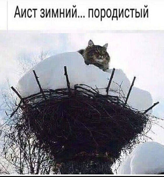 Аист зимний породистый