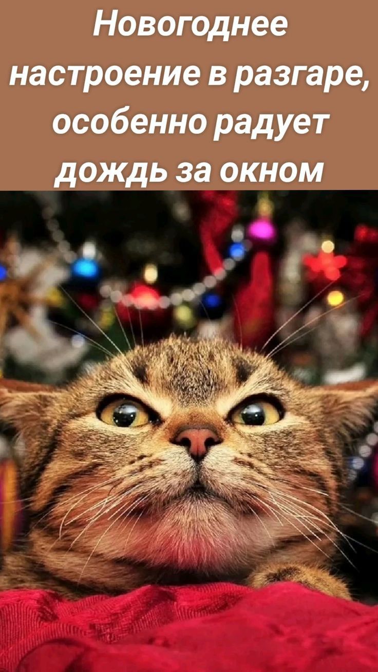 Новогоднее настроение в разгаре особенно радует дождь за окном