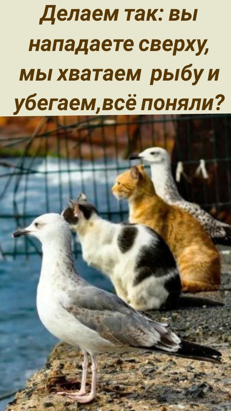Делаем так вы нападаете сверху мы хватаем РЬбУИ убегаемвсё поняли