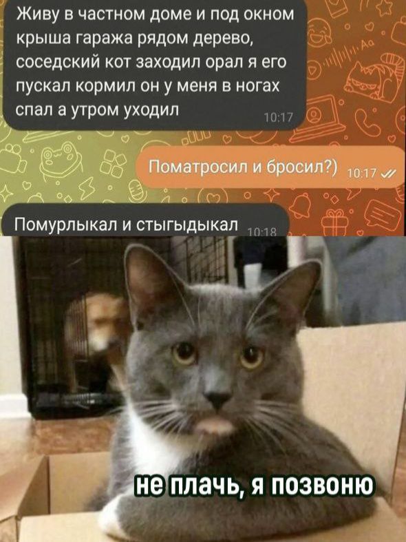 Живу в частном доме и под окном крыша гаража рядом дерево соседский кот заходил орал я его пускал кормил он у меня в ногах спал а утром уодип вте Ё 5 оТОНЕ ОННО ОНЕ 4 Помурлыкал и стыгыдыкал 10117 та о 1018 1 нелплачь я ПОЗВОНЮ