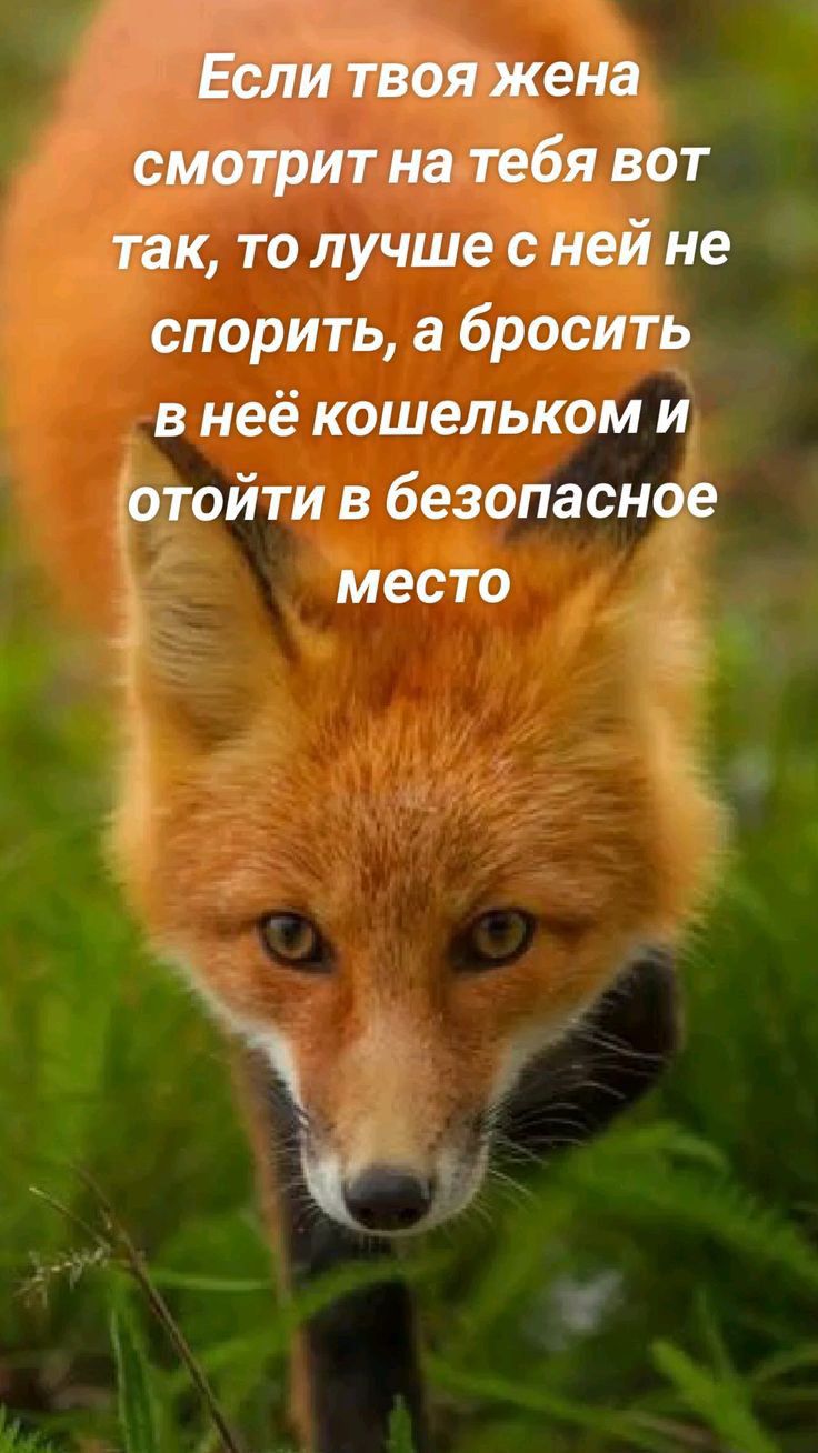 Если твоя жена смотрит натебя вот так то лучше с ней не спорить а бросить в неё кошельком и отойти в безопасное место