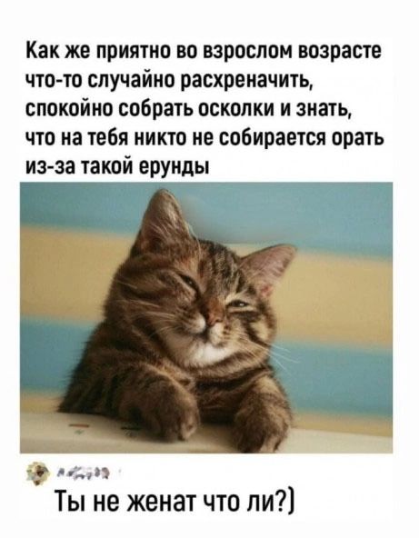 Как же приятно во взрослом возрасте что то случайно расхреначить спокойно собрать осколки и знать что на тебя никто не собирается орать из за такой ерунды ГО 1 Ты не женат что ли