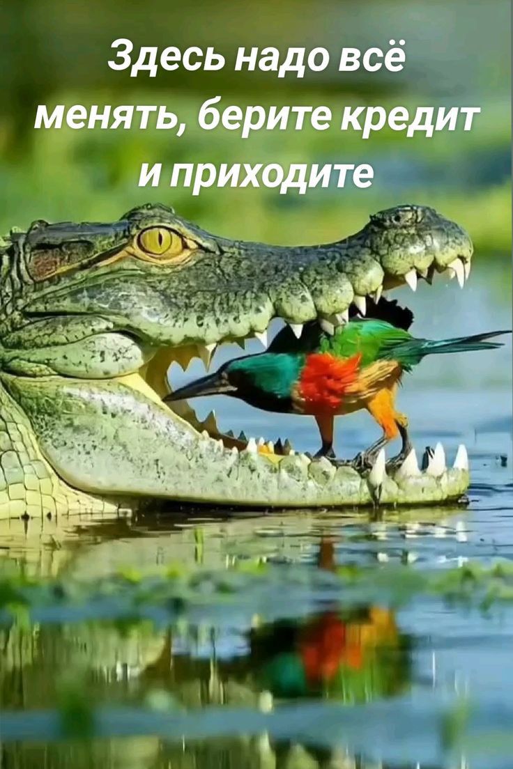 Здесь надо всё ть берите кредит те