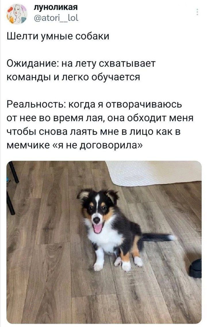 су луноликая р аюп о Шелти умные собаки Ожидание на лету схватывает команды и легко обучается Реальность когда я отворачиваюсь от нее во время лая она ОбХОдИТ меня чтобы снова лаять мне в лицо как в мемчике я не договорила