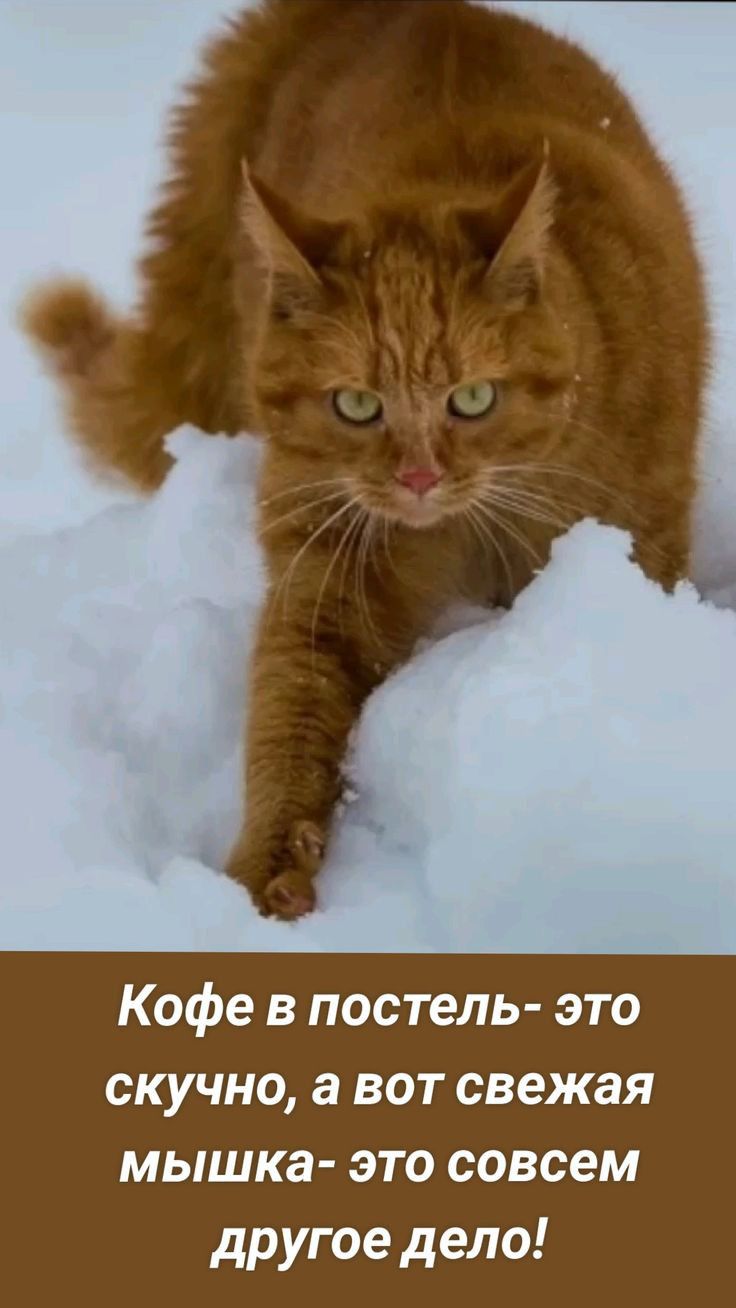 Кофе в постель- это скучно, а вот свежая мышка- это совсем другое дело!