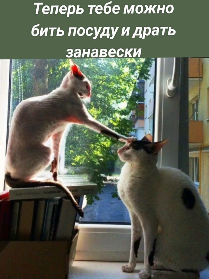 Теперь тебе можно бить посуду и драть занавески
