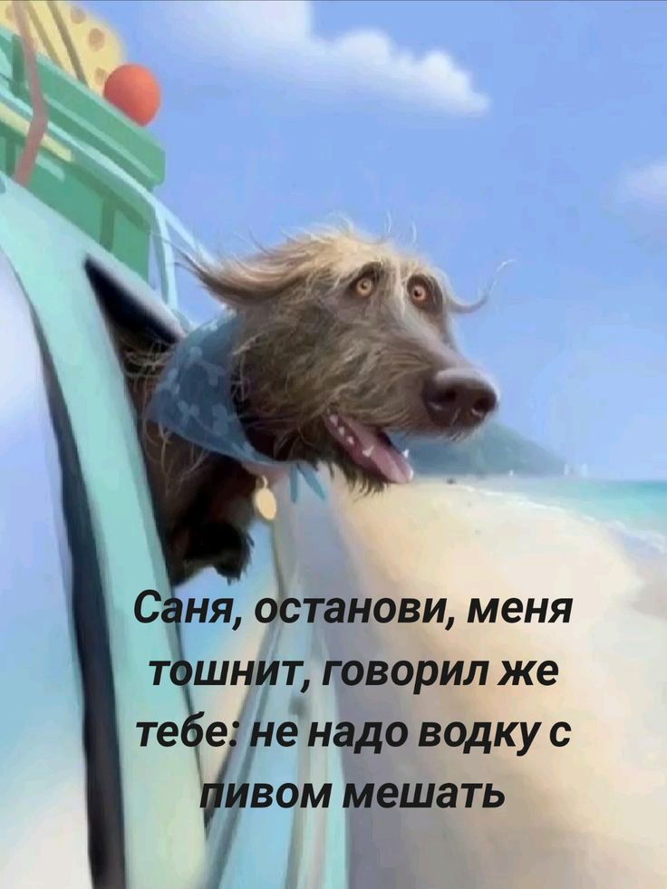 Саня, останови, меня тошнит, говорил же тебе: не надо водку с пивом мешать