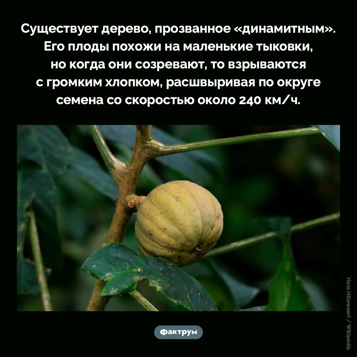 Существует дерево, прозванное «динамитным». Его плоды похожи на маленькие тыковки, но когда они созревают, то взрываются с громким хлопком,расширивая по округе семена со скоростью около 240 км/ч.