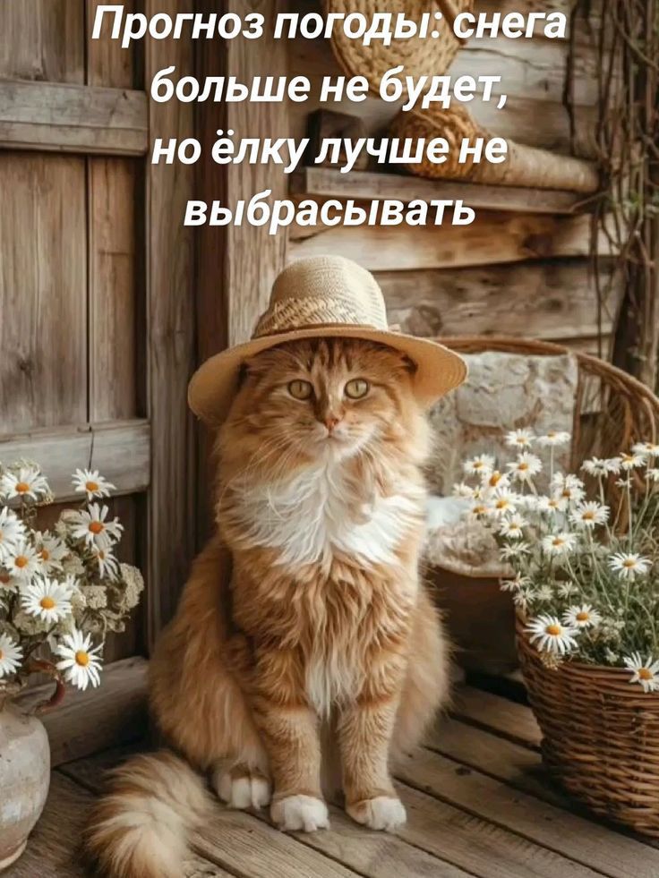 Прогноз погоды: снега больше не будет, но ёлку лучше не выбрасывать