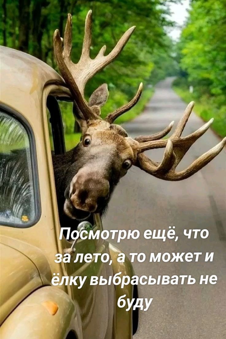Посмотрю ещё, что за лето, а то может и ёлку выбрасывать не буду