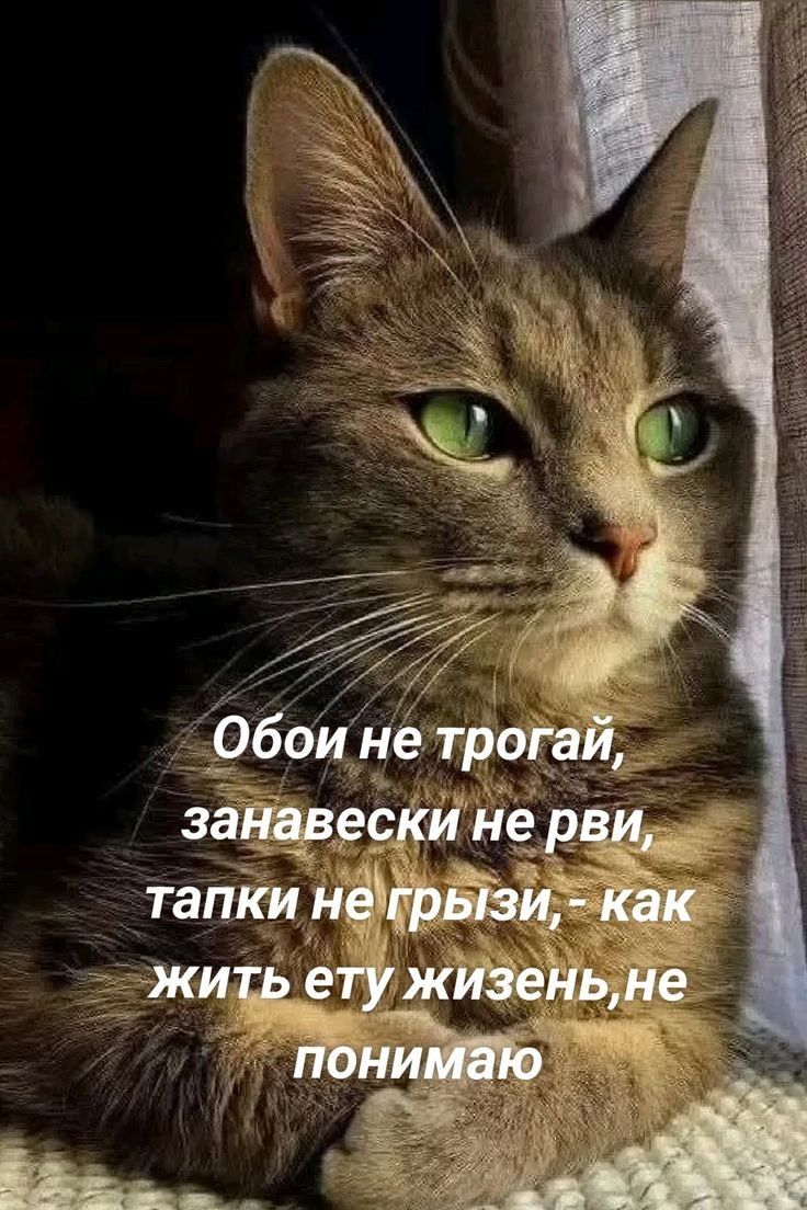 Обои не трогай, занавески не рви, тапки не грези, - как жить ету жизнь, не понимаю