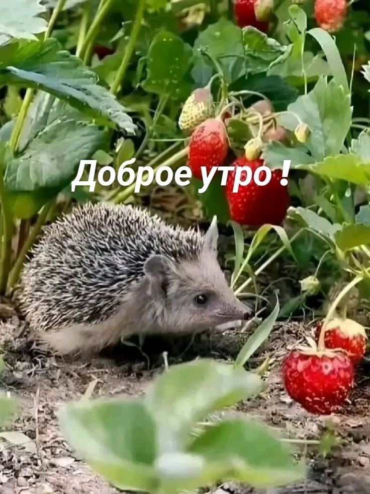 Доброе утро!