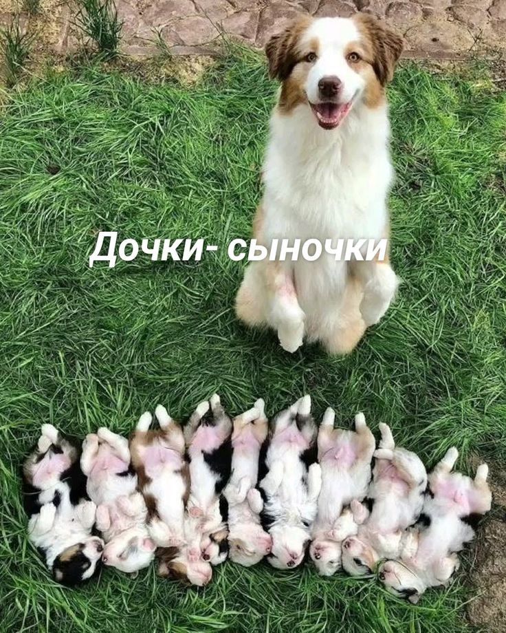 Дочки-сыночки