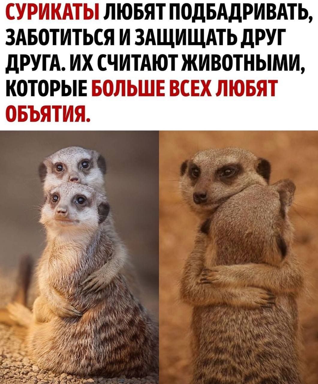 СУРИКАТЫ ЛЮБЯТ ПОДБАДРИВАТЬ, ЗАБОТИТЬСЯ И ЗАЩИЩАТЬ ДРУГ ДРУГА. ИХ СЧИТАЮТ ЖИВОТНЫМИ, КОТОРЫЕ БОЛЬШЕ ВСЕХ ЛЮБЯТ ОБЪЯТИЯ.
