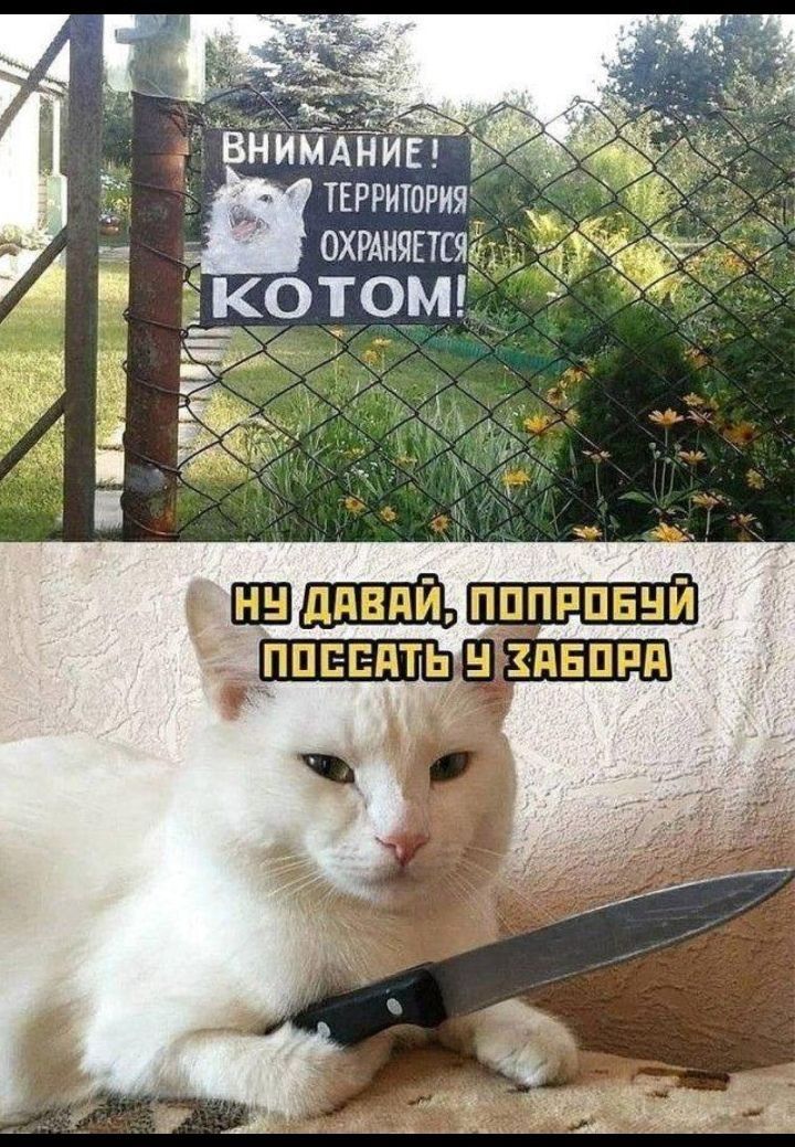 ВНИМАНИЕ! ТЕРРИТОРИЯ ОХРАНЯЕТСЯ КОТОМ! НУ ДАВАЙ, ПОПРОБУЙ ПОСCАТЬ У ЗАБОРА