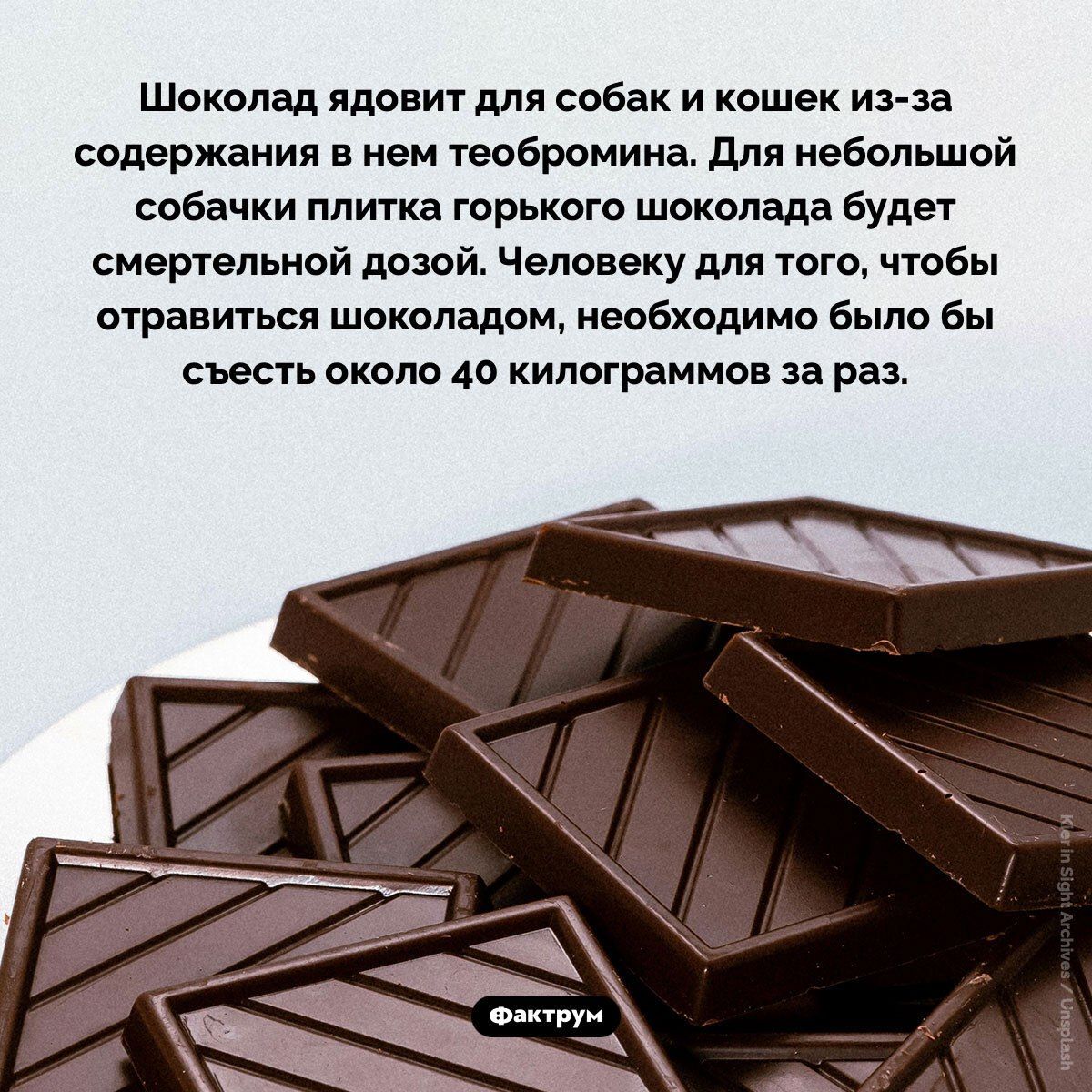 Шоколад ядовит для собак и кошек из-за содержания в нем теобромина. Для небольшой собачки плитка горького шоколада будет смертельной дозой. Человеку для того, чтобы отравиться шоколадом, необходимо было бы съесть около 40 килограммов за раз.