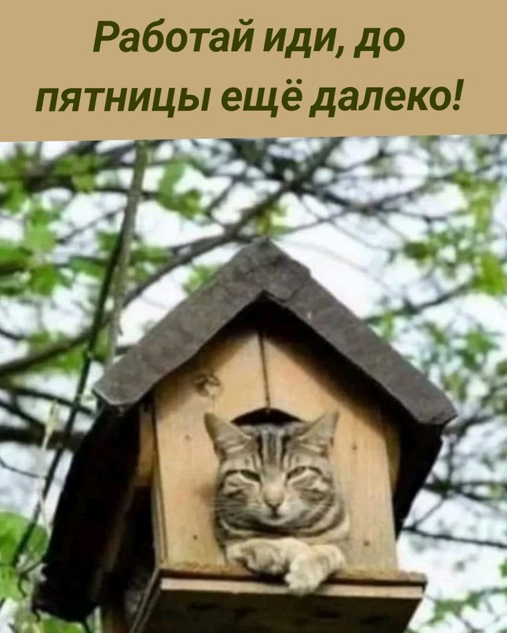 Работай иди, до пятницы ещё далеко!