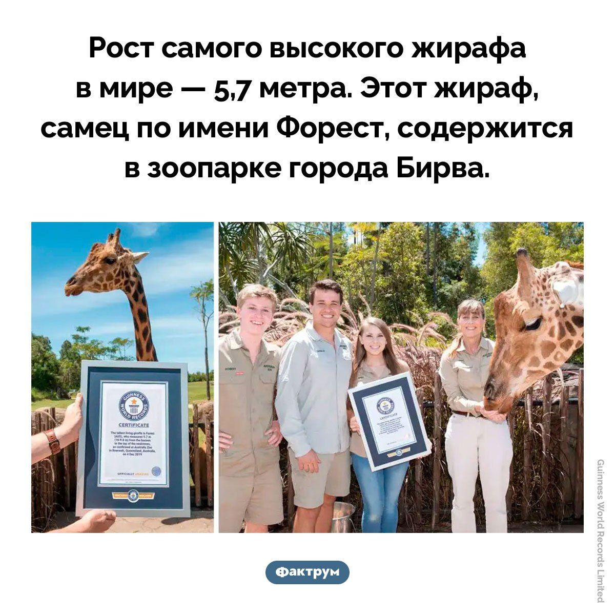 Рост самого высокого жирафа в мире — 5.7 метра. Этот жираф, самец по имени Форест, содержится в зоопарке города Бирва.
