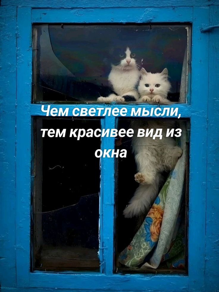 Чем светлее мысли,
тем красивее вид из окна