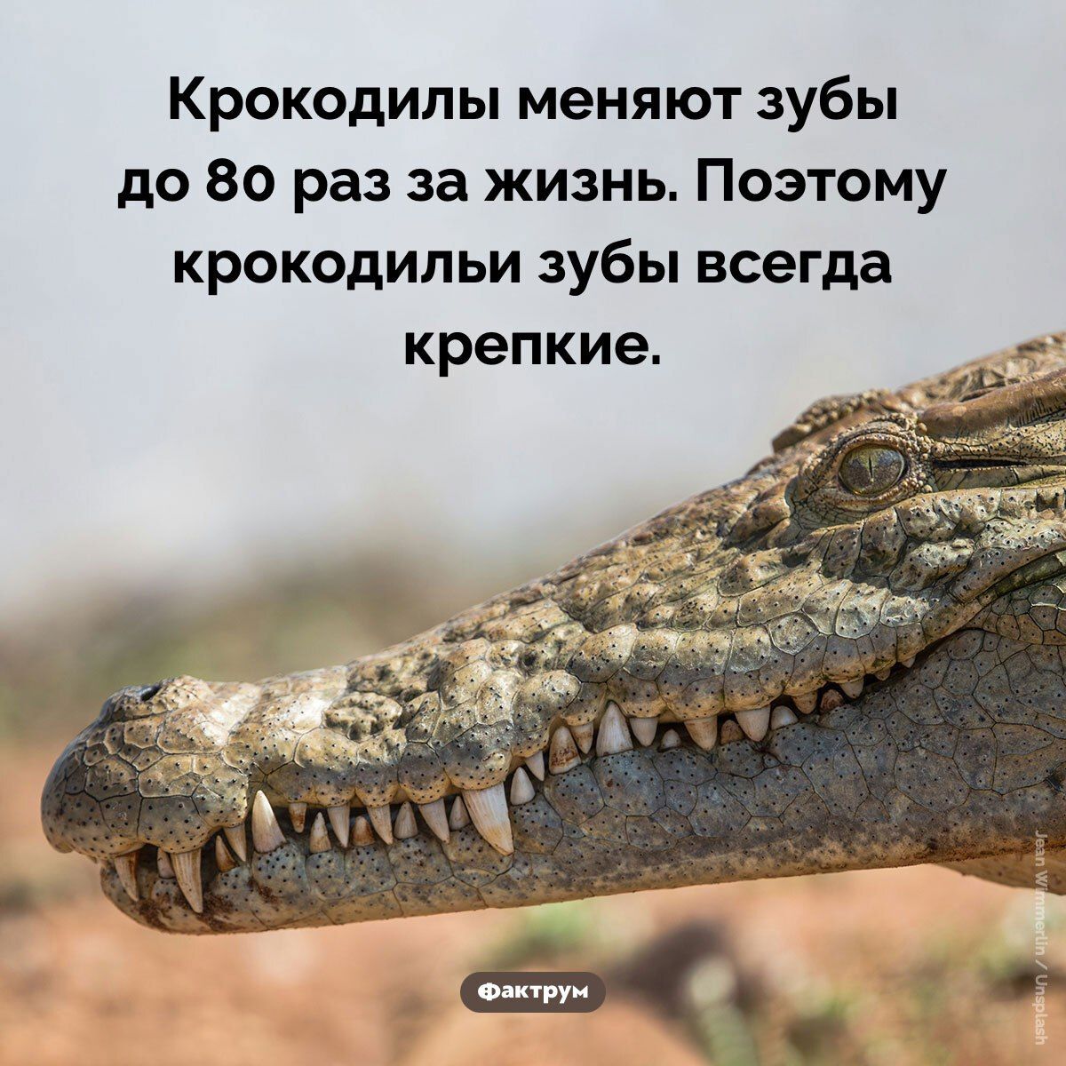Крокодили меняют зубы до 80 раз за жизнь. Поэтому крокодили зубы всегда крепкие.