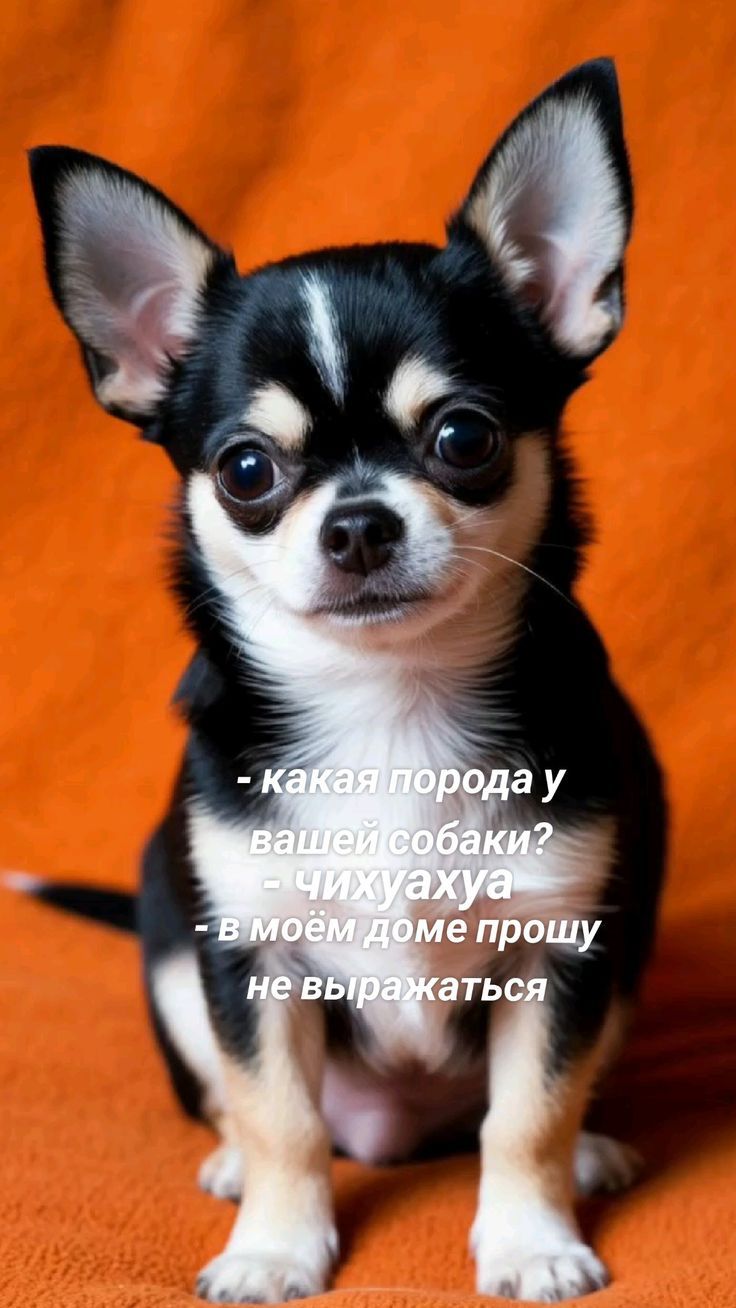 - какая порода у вашей собаки?  
- чихуахуа  
- в моём доме прошу  
не выражаться