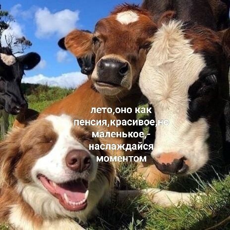 лето, оно как пенсия, красивое, но маленькое, - наслаждайся моментом
