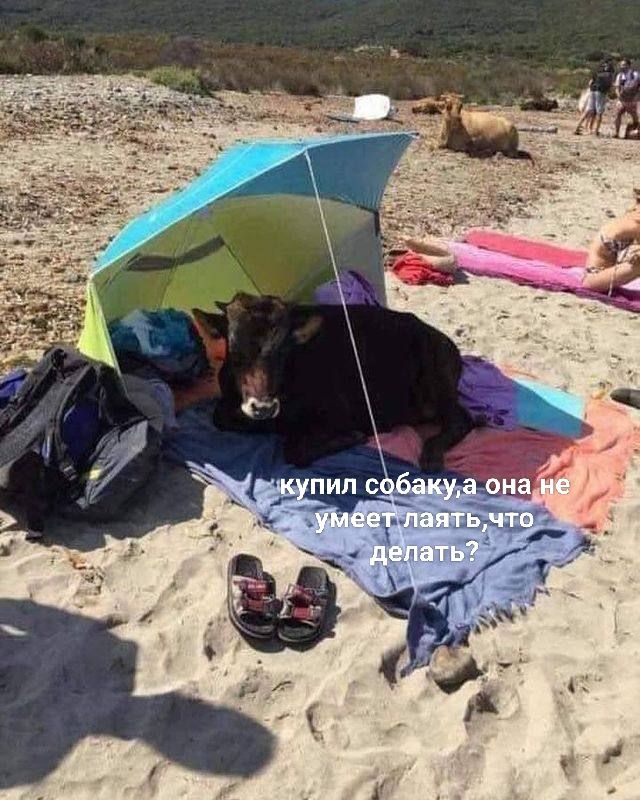 купил собаку, а она не умеет лаять, что делать?