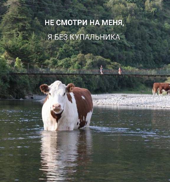 НЕ СМОТРИ НА МЕНЯ, Я БЕЗ КУПАЛЬНИКА