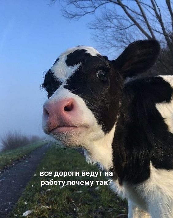 все дороги ведут на работу, почему так?