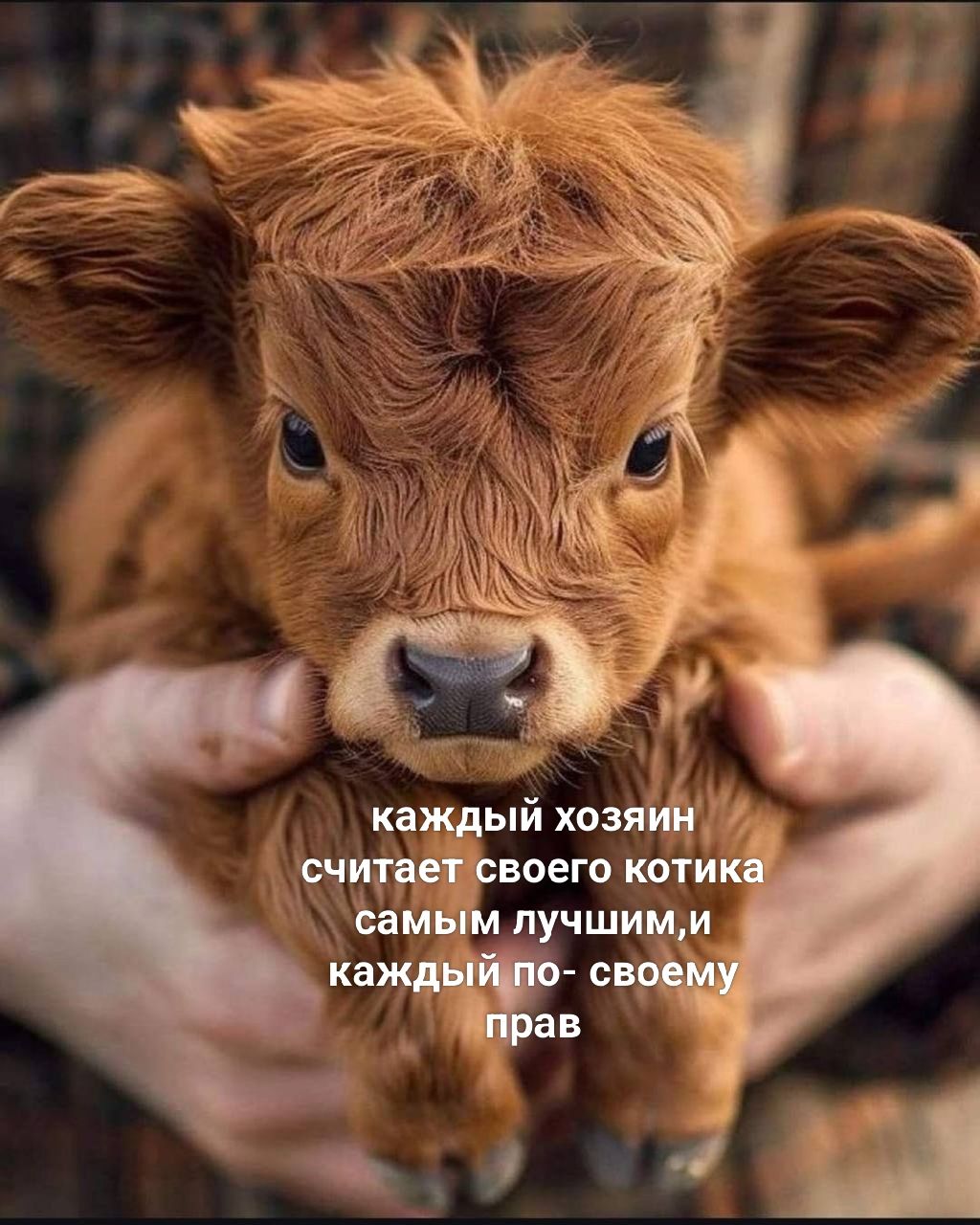 каждый хозяин считает своего котика самым лучшим, и каждый по- своему прав