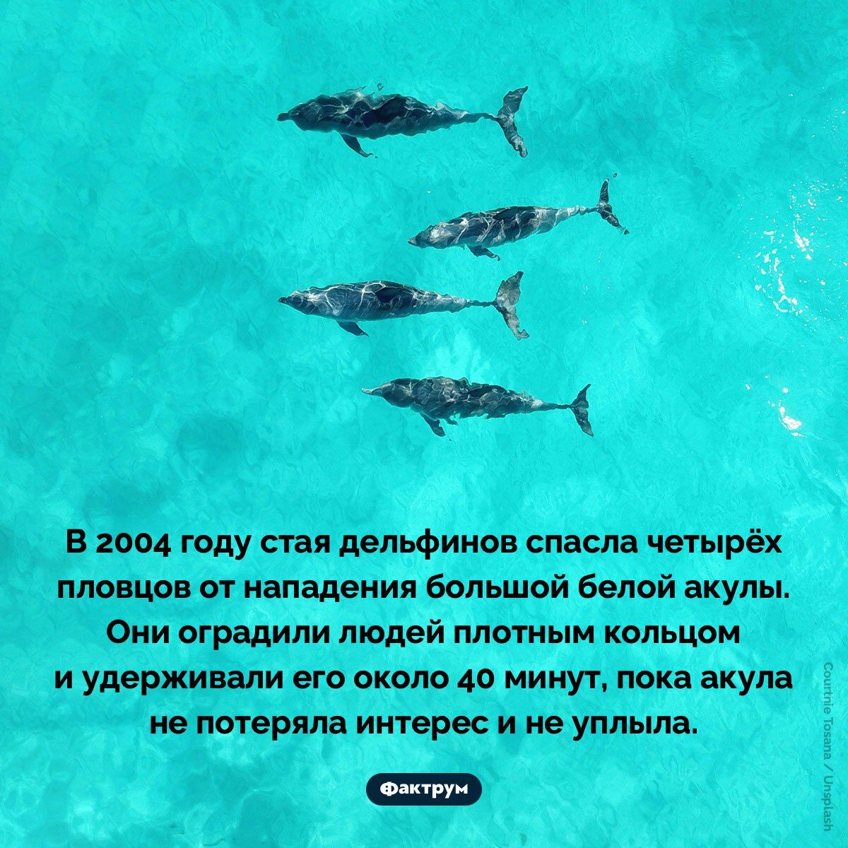 В 2004 году стая дельфинов спасла четырёх пловцов от нападения большой белой акулы. Они оградили людей плотным кольцом и удерживали его около 40 минут, пока акула не потеряла интерес и не уплыла.