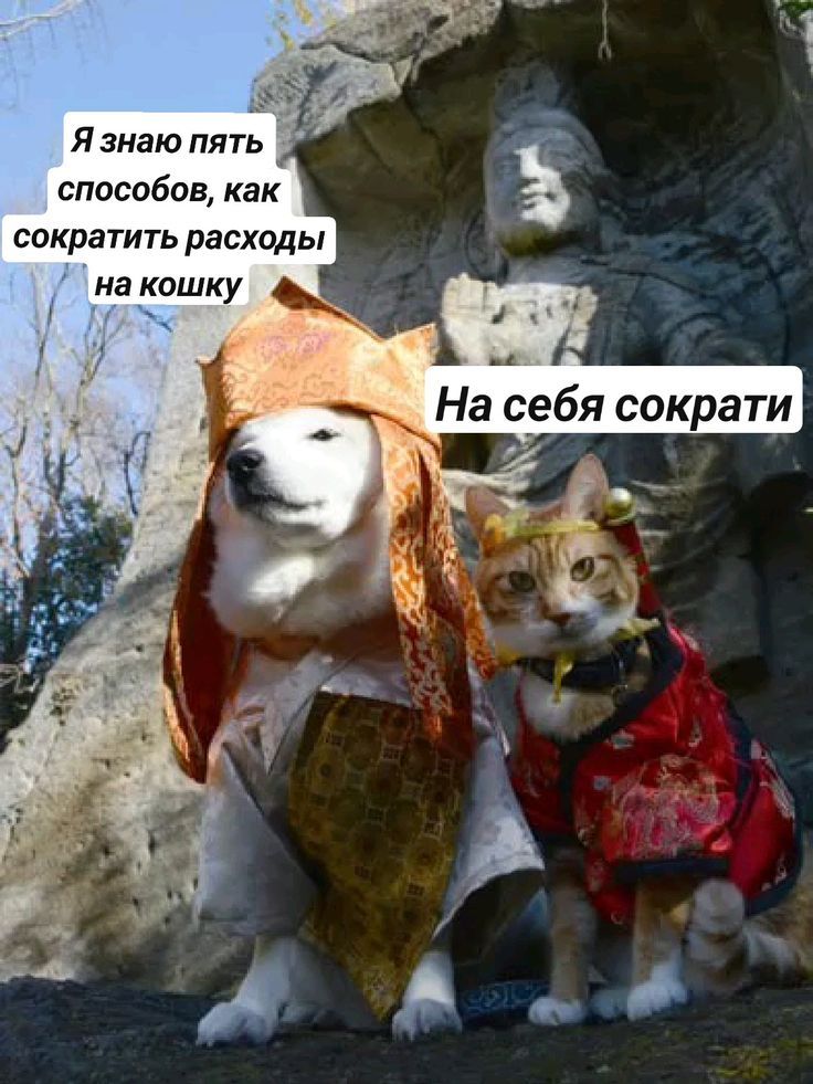 Я знаю пять способов, как сократить расходы на кошку
На себя сократи