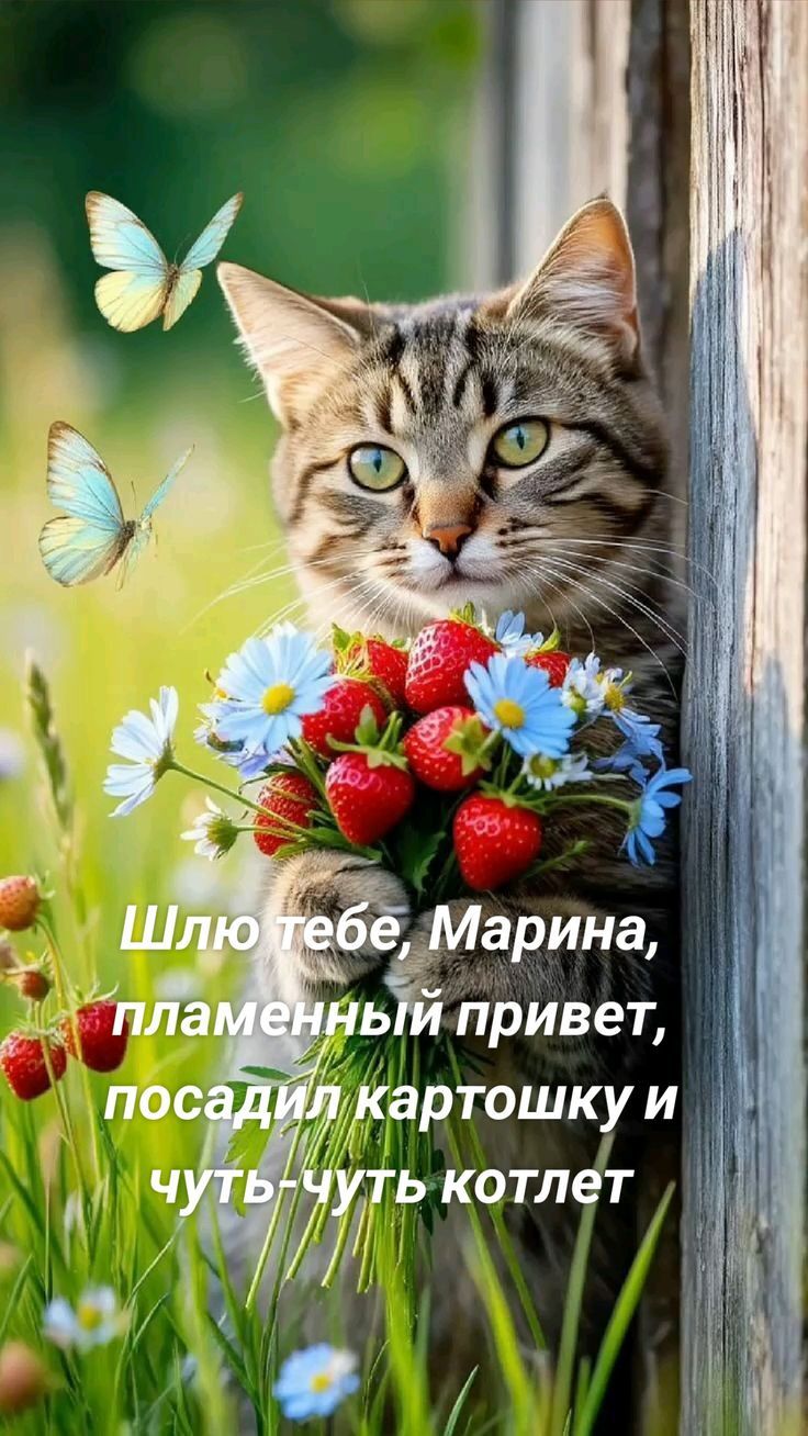 Шлю тебе, Марина, пламенный привет, посадил картошку и чуть-чуть котлет