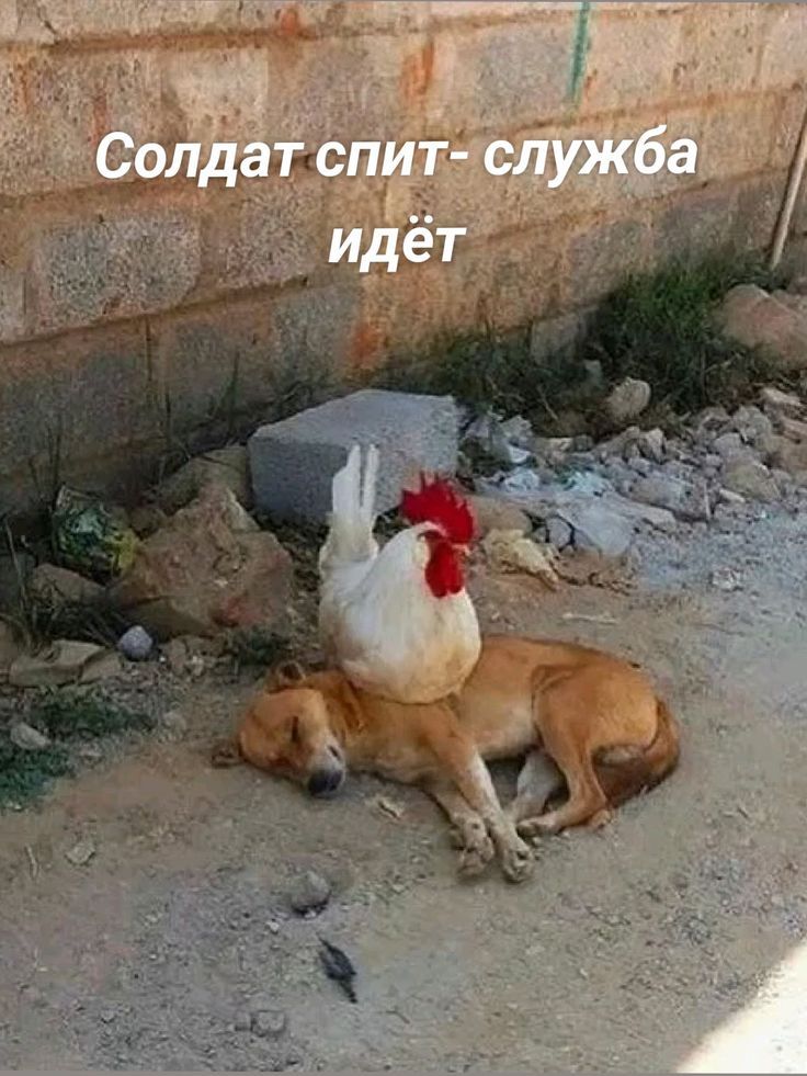 Солдат спит- служба идёт
