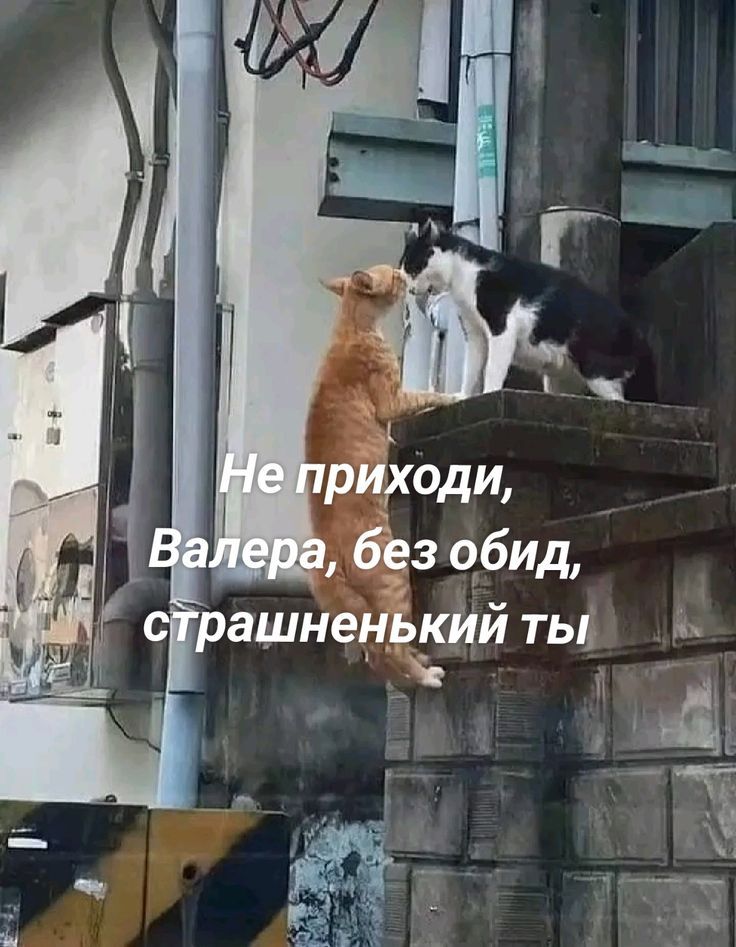 Не приходите, Валера, без обид, страшненький ты