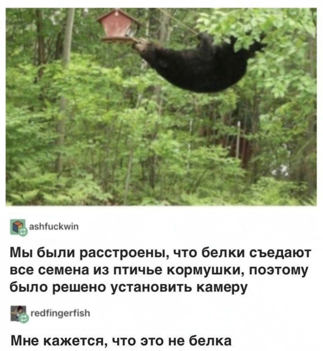 Мы были расстроены, что белки съедают все семена из птичьей кормушки, поэтому было решено установить камеру
Мне кажется, что это не белка
