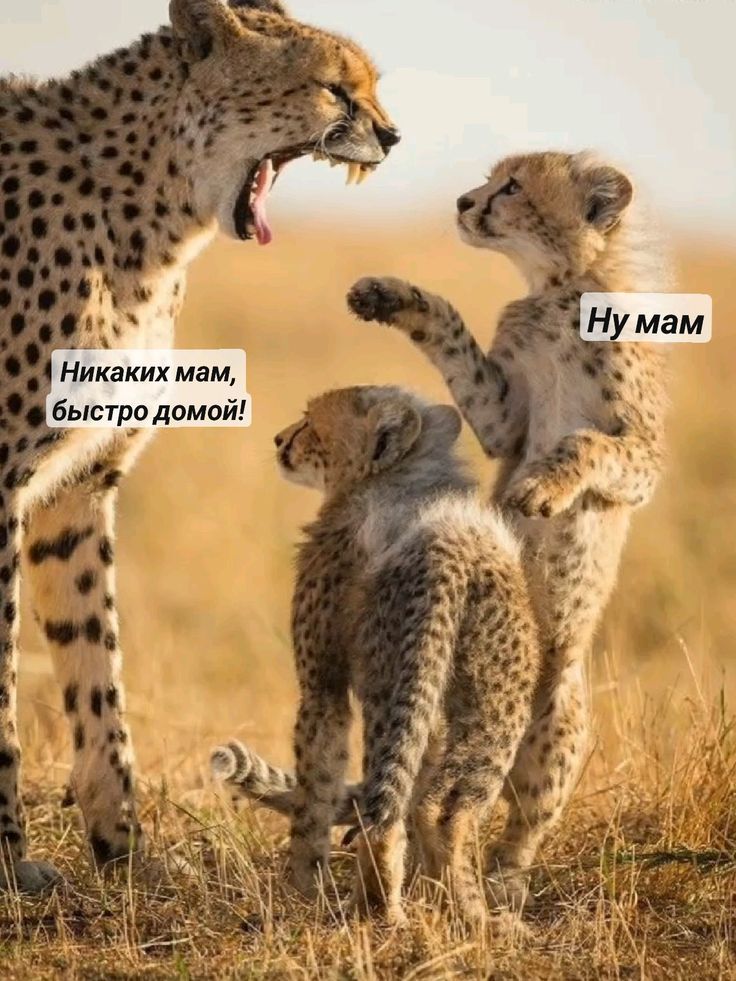 Никаких мам, быстро домой! Ну мам